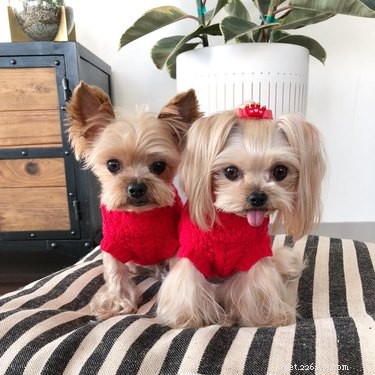 214 Best Names for Your Yorkshire Terrier