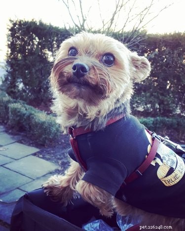 214 Best Names for Your Yorkshire Terrier