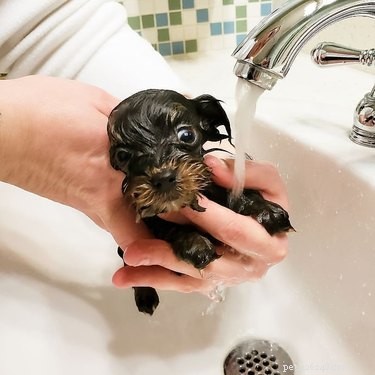 214 Best Names for Your Yorkshire Terrier