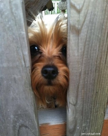 214 Best Names for Your Yorkshire Terrier