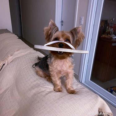 214 Best Names for Your Yorkshire Terrier