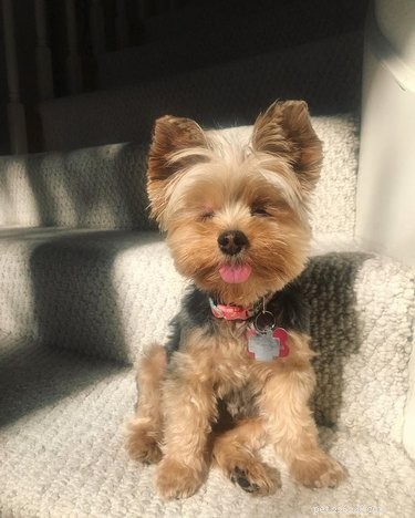214 Best Names for Your Yorkshire Terrier