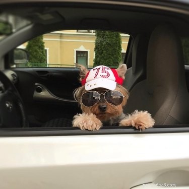 214 Best Names for Your Yorkshire Terrier