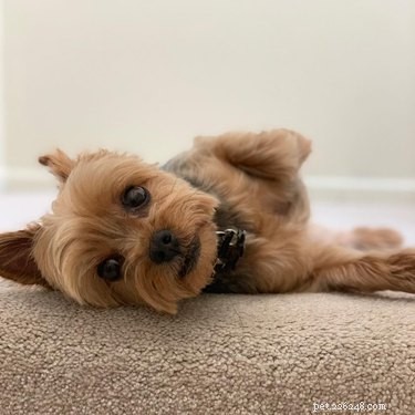 214 Best Names for Your Yorkshire Terrier