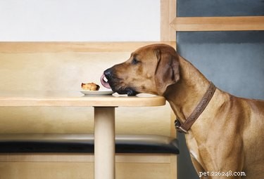 102 Sweet Treat-Inspired Dog Names for Your Beloved Companion