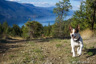 105 Mountain-Inspired Dog Names for Your Furry Friend