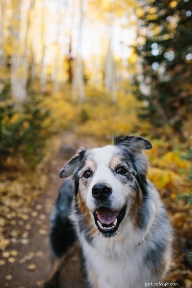 105 Mountain-Inspired Dog Names for Your Furry Friend