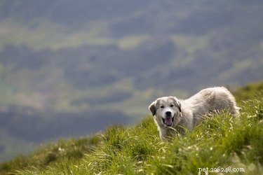 105 Mountain-Inspired Dog Names for Your Furry Friend