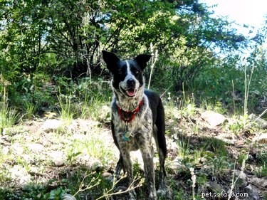 105 Mountain-Inspired Dog Names for Your Furry Friend