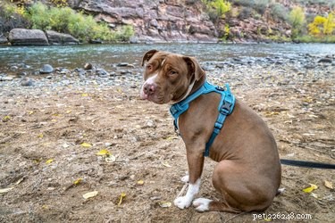105 Mountain-Inspired Dog Names for Your Furry Friend