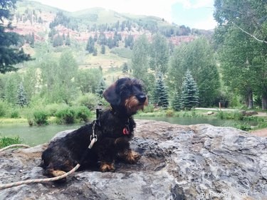 105 Mountain-Inspired Dog Names for Your Furry Friend