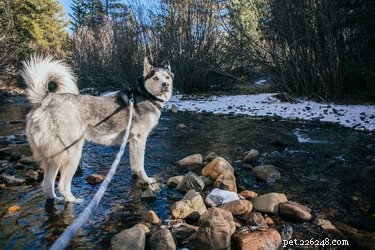 105 Mountain-Inspired Dog Names for Your Furry Friend