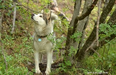 105 Mountain-Inspired Dog Names for Your Furry Friend