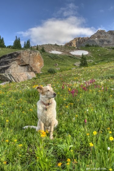 105 Mountain-Inspired Dog Names for Your Furry Friend