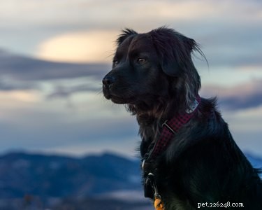 105 Mountain-Inspired Dog Names for Your Furry Friend