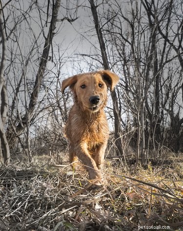 105 Mountain-Inspired Dog Names for Your Furry Friend