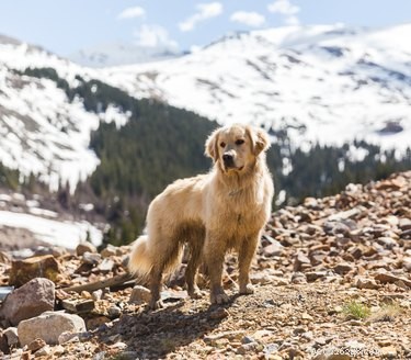 105 Mountain-Inspired Dog Names for Your Furry Friend