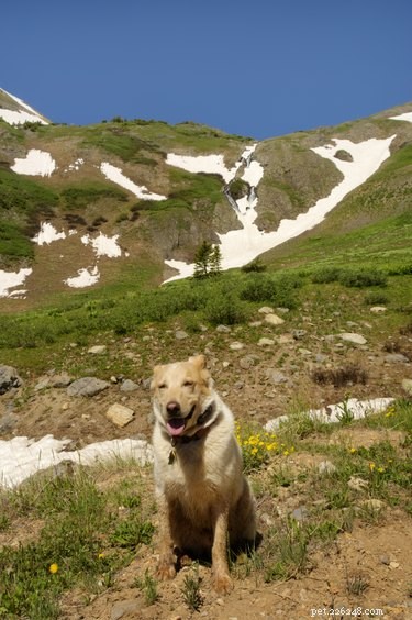 105 Mountain-Inspired Dog Names for Your Furry Friend