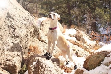 105 Mountain-Inspired Dog Names for Your Furry Friend