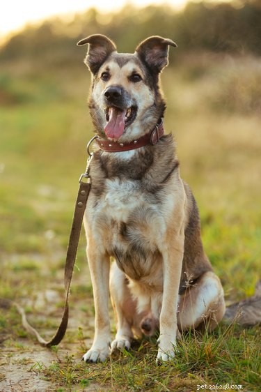 105 Mountain-Inspired Dog Names for Your Furry Friend