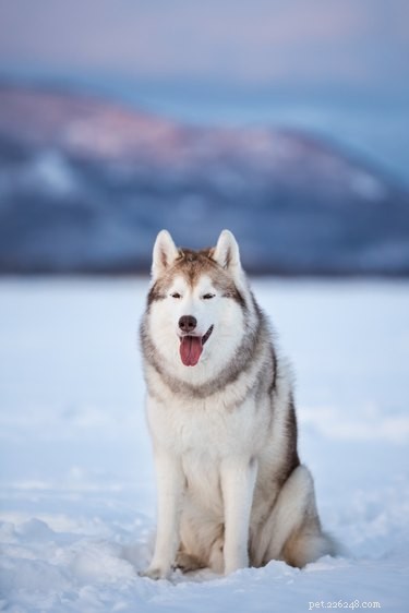 105 Mountain-Inspired Dog Names for Your Furry Friend