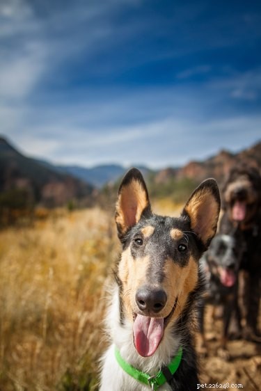 105 Mountain-Inspired Dog Names for Your Furry Friend