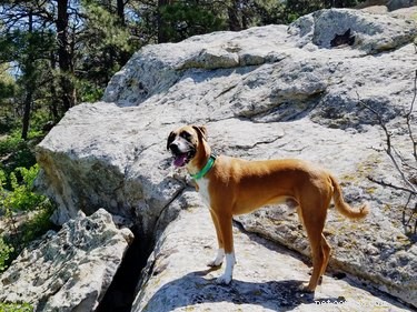 105 Mountain-Inspired Dog Names for Your Furry Friend