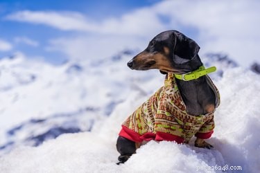 105 Mountain-Inspired Dog Names for Your Furry Friend