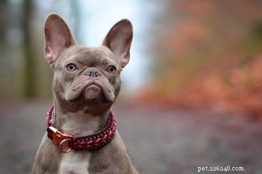 114 Brindle Dog Names: Find the Perfect Fit