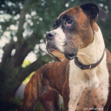 114 Brindle Dog Names: Find the Perfect Fit