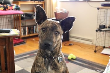 114 Brindle Dog Names: Find the Perfect Fit
