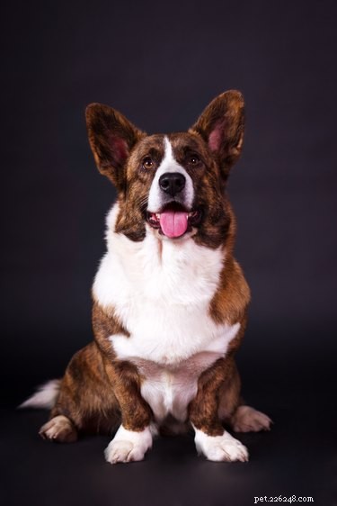 114 Brindle Dog Names: Find the Perfect Fit