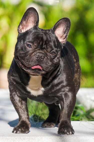 114 Brindle Dog Names: Find the Perfect Fit