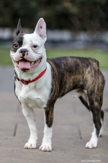 114 Brindle Dog Names: Find the Perfect Fit