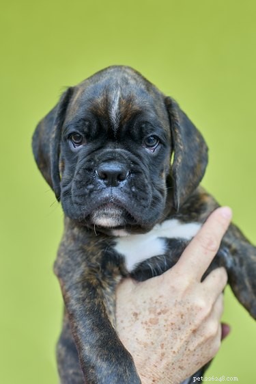 114 Brindle Dog Names: Find the Perfect Fit