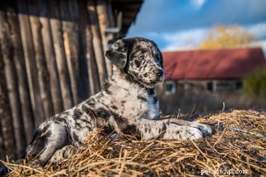 114 Brindle Dog Names: Find the Perfect Fit
