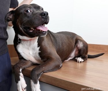 114 Brindle Dog Names: Find the Perfect Fit