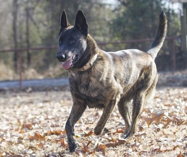 114 Brindle Dog Names: Find the Perfect Fit