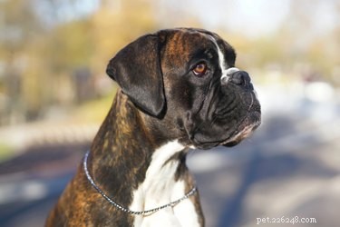 114 Brindle Dog Names: Find the Perfect Fit