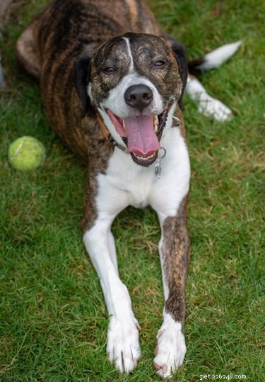 114 Brindle Dog Names: Find the Perfect Fit