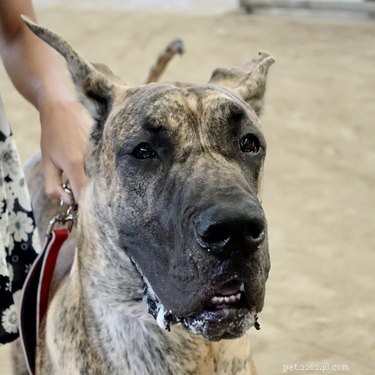 114 Brindle Dog Names: Find the Perfect Fit
