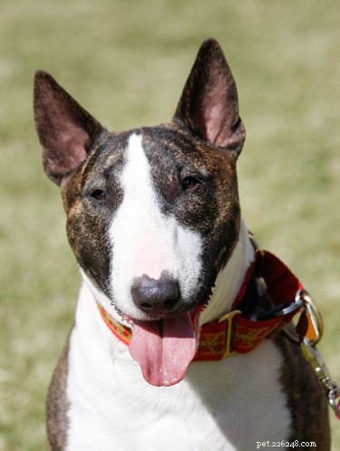 114 Brindle Dog Names: Find the Perfect Fit