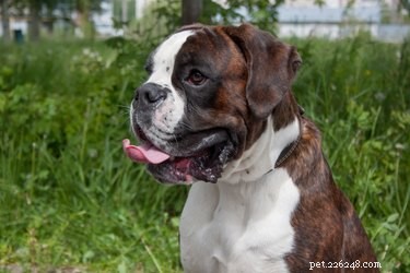 114 Brindle Dog Names: Find the Perfect Fit