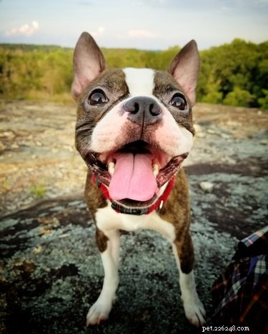 114 Brindle Dog Names: Find the Perfect Fit