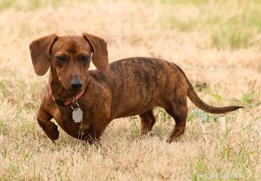 114 Brindle Dog Names: Find the Perfect Fit