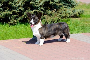 114 Brindle Dog Names: Find the Perfect Fit