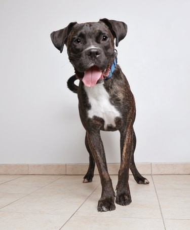 114 Brindle Dog Names: Find the Perfect Fit