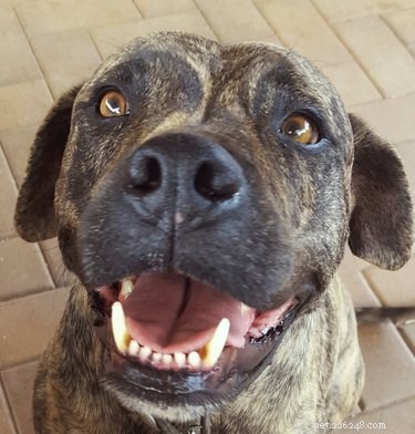 114 Brindle Dog Names: Find the Perfect Fit