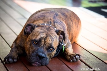 114 Brindle Dog Names: Find the Perfect Fit