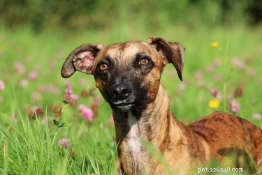 114 Brindle Dog Names: Find the Perfect Fit
